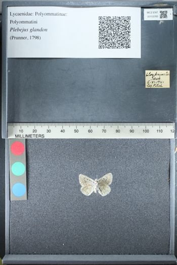 Media type: image;   Entomology 153783